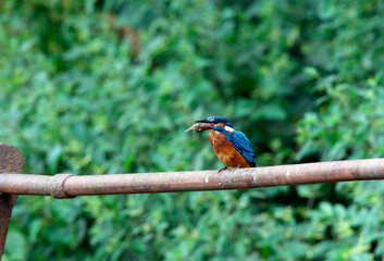 Juvenile kingfisher fishing around the lake