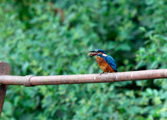 Juvenile kingfisher fishing around the lake