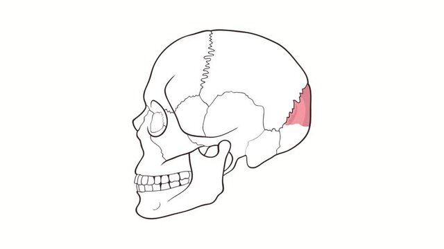 Alpha channel Human Skull side view Occipital Bone animation