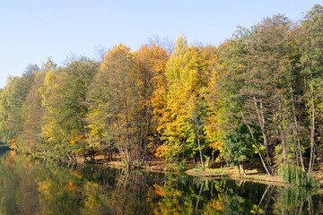 autumn in the forest