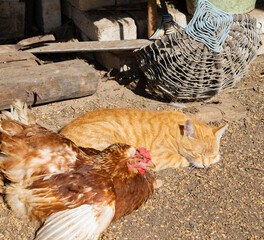 chicken and cat