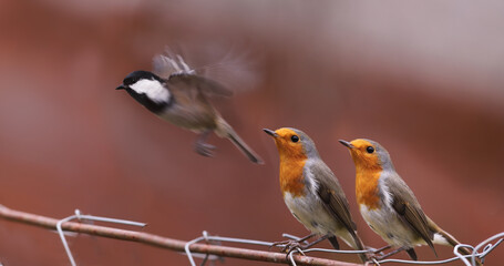 Obraz premium A pair of robins sitting on a wire fence watch the departing Coal tit.