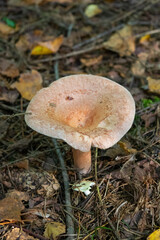 mushroom in the forest