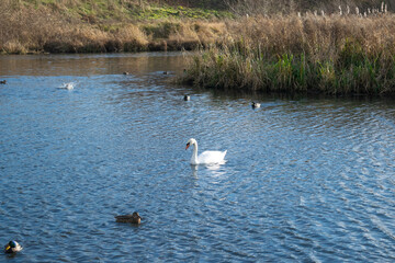 swans on the lake