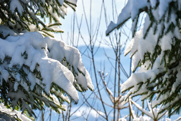Closeup of pine tree branches covered with fresh fallen snow in winter mountain forest on cold bright day