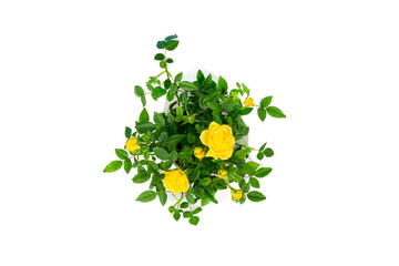 Top view on beautiful small bush of yellow roses in a pot isolated on white background. Home plants...