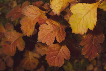 Autumn multicolored rosehip leaves at cloudy afternoon.