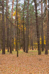 autumn in the forest