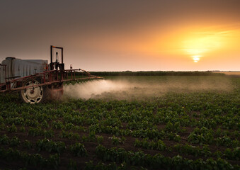 Fototapeta premium Tractor spraying vegetable field in sunset.