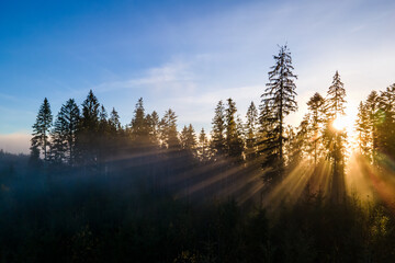 Foggy green pine forest with canopies of spruce trees and sunrise rays shining through branches in autumn mountains