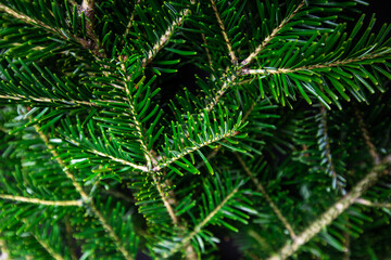 Background of christmas tree wreath