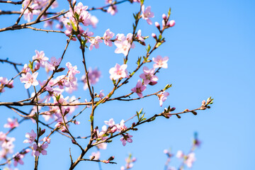 Fruit tree twigs with blooming white and pink petal flowers in spring garden