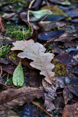 Brown leaves on the ground in autumn