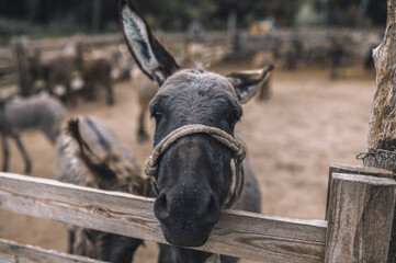 Cute donkeys at the cattle farm
