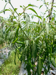 fruiting chili plants with some unripe chilies.
