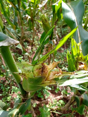 a sweet corn cob damaged by pests.