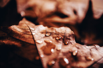 Drops on a leaf