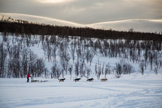 Man driving a dogsled in the snow