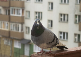 pigeon in the city