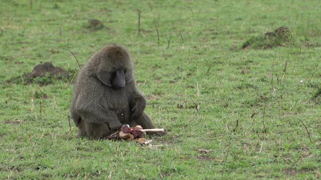 A baboon eating a baby gazelle