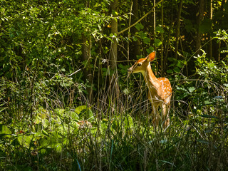 Fawn in the Forest