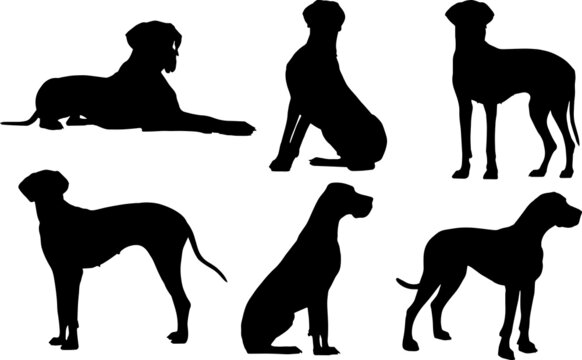 Great Dane Cartoon Images – Browse 1,169 Stock Photos, Vectors, and Video |  Adobe Stock