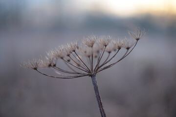 Abstract cartwheel flower over blue sky. Nature winter time background