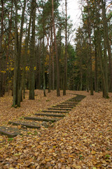 path in autumn forest