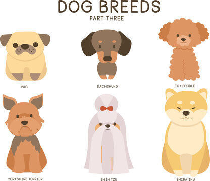 Shiba inu yorkshire sales