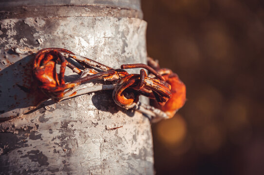 spider on the tree