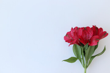 Beautiful red gladioli on a white background