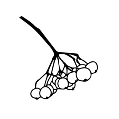 Contour drawing of a rowan twig with berries. Doodle style