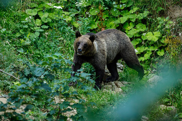 A brown bear in the Carpathian of romania