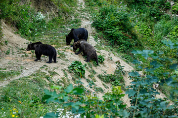 A brown bear in the Carpathian of romania