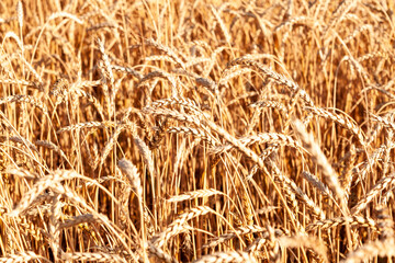 Natural background from golden wheat. Ripe ears of wheat, close-up.