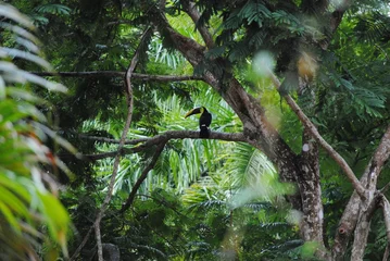 Zelfklevend Fotobehang ave tucan en medio de la jungla © natural.ch