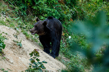 Fototapeta na wymiar A brown bear in the Carpathian of romania