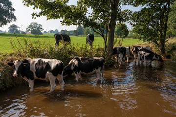 Cows cooling off in the Llangollen Canal, near St. Martin's, Shropshire, England