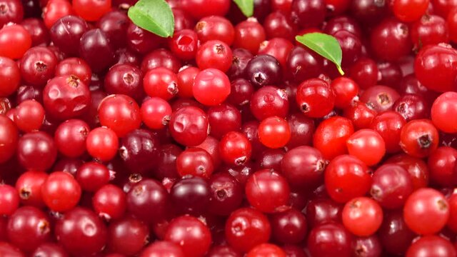 Fresh ripe cranberries and small cranberry leaves are on the table, background