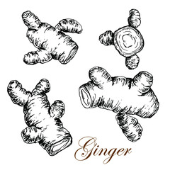 Ginger. Black and white stock illustration. Sketch. Engraving. Isolated on a white background. For packaging vegan, cosmetic, hygiene products