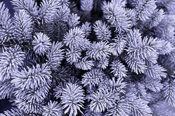 Very peri colour. Fir tree nature brunch close up. Fluffy fir tree brunch close up. Christmas wallpaper concept