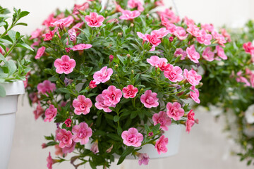Gentle pink double calibrachoa in a hanging pot, close up