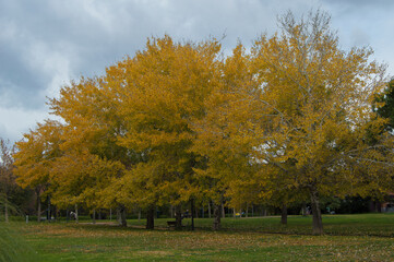 trees with golden leaves in a park in autumn in Madrid. Spain
