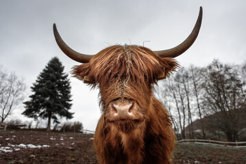Portrait of a highland cow with beautiful long horns