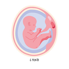 embryo development sixth month