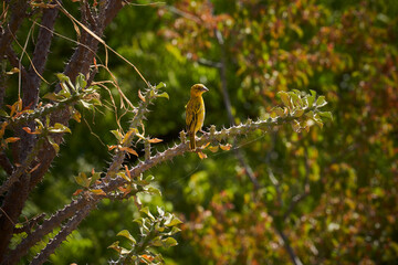 Webervogel, weaver bird