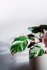 Closeup of tropical Calathea Fusion White Prayer plant, Calathea leitzei. It has exotic, white and...