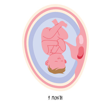 embryo development nineth month