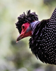 Kenya Crested Guinea Fowl
