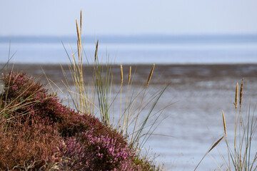 Braderuper Heide in Sylt, Germany